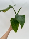 Philodendron giganteum - L