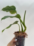 Philodendron giganteum - L