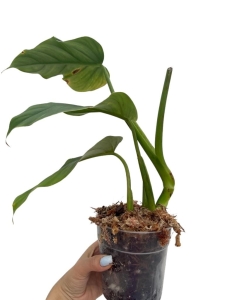 Philodendron giganteum - L