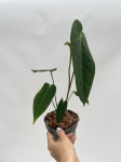 Anthurium metallicum 1 - M