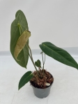 Anthurium metallicum 1 - M