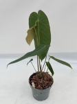 Anthurium metallicum 1 - M