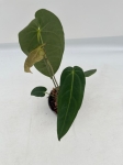 Anthurium metallicum 1 - M