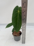 Anthurium metallicum 1 - M