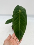 Anthurium metallicum 1 - M