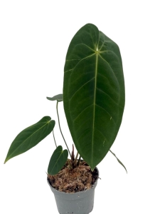 Anthurium metallicum 1 - M