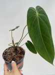 Anthurium metallicum 2 - M