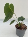 Anthurium metallicum 2 - M