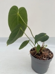 Anthurium metallicum 2 - M