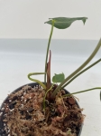Anthurium metallicum 2 - M