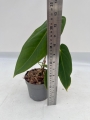 Anthurium metallicum 2 - M
