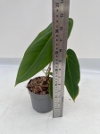 Anthurium metallicum 2 - M