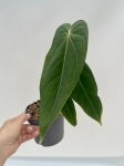 Anthurium metallicum 2 - M