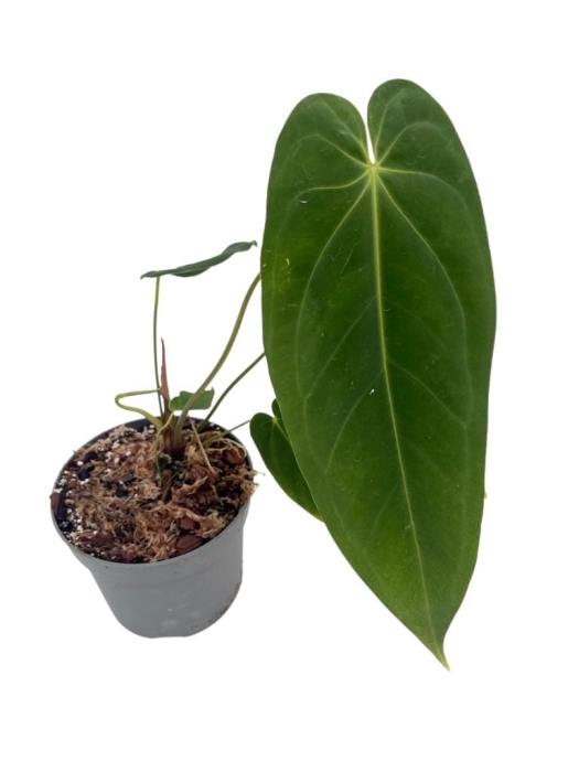 Anthurium metallicum 2 - M