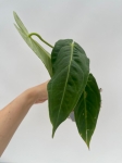 Anthurium metallicum 3 - M