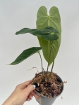 Anthurium metallicum 3 - M