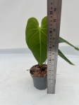 Anthurium metallicum 3 - M