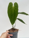 Anthurium metallicum 3 - M