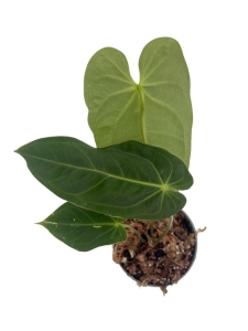Anthurium metallicum 3 - M