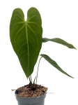 Anthurium metallicum 3 - M