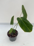 Anthurium metallicum 4 - M