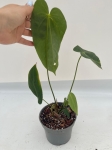 Anthurium metallicum 4 - M