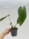 Anthurium metallicum 4 - M