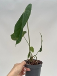 Anthurium metallicum 4 - M