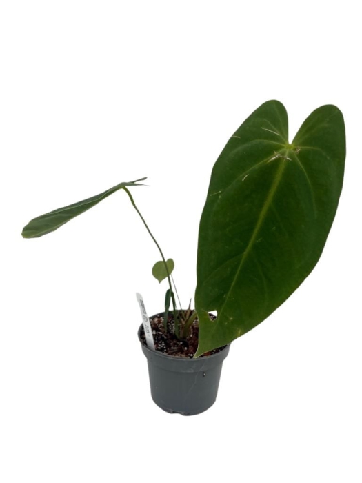 Anthurium metallicum 4 - M