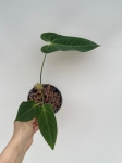Anthurium metallicum 5 - M