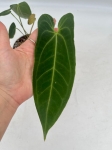 Anthurium metallicum 5 - M