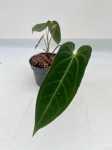 Anthurium metallicum 5 - M