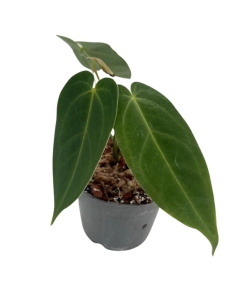 Anthurium metallicum 5 - M