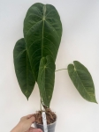 Anthurium queremalense 1 - L
