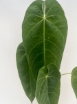 Anthurium queremalense 1 - L