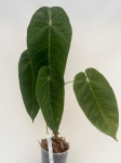 Anthurium queremalense 1 - L