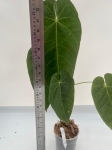 Anthurium queremalense 1 - L