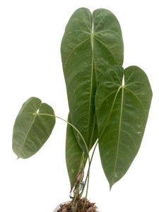Anthurium queremalense 1 - L