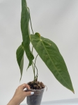Anthurium queremalense 2- L