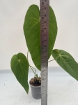 Anthurium queremalense 2- L
