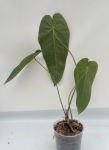 Anthurium queremalense 2- L
