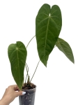 Anthurium queremalense 2- L