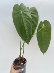 Anthurium queremalense 3 - L