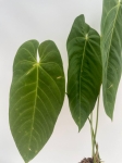 Anthurium queremalense 3 - L