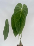 Anthurium queremalense 3 - L