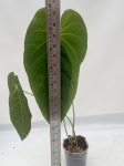 Anthurium queremalense 3 - L