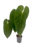Anthurium queremalense 3 - L