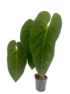 Anthurium queremalense 3 - L