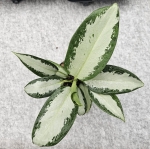 Aglaonema Green Bowl - M