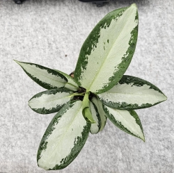 Aglaonema SIlver Blue / Green Bowl - M
